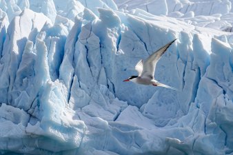 An Arctic tern in mid-flight against a blue glacier wall