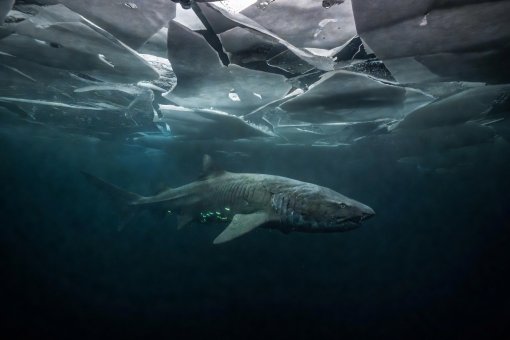 A Greenland shark swimming in deep sub-zero waters beneath Arctic pack ice