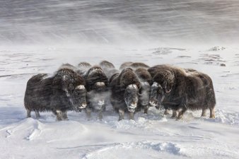 A herd of muskoxen huddling in a snowy gale, their shaggy qiviut coats shedding the blizzard