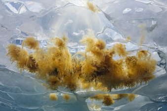 Golden-brown sympagic micro-algae adhering to the bottom of sea ice in clear seawater