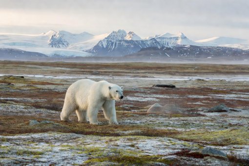 Tundra plains of Wrangel Island with jagged Arctic mountains in the distant background